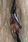 Myotis myotis