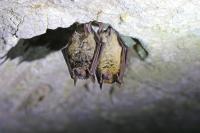 Myotis emarginatus
