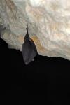 Rhinolophus ferrumequinum