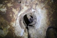 Myotis nattereri