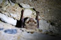 Myotis myotis