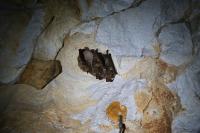 Myotis emarginatus