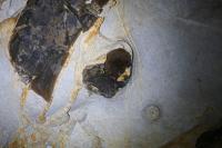 Myotis daubentonii