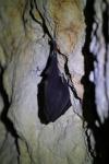 Rhinolophus ferrumequinum