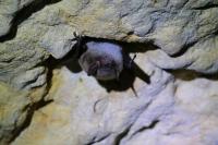 Myotis mystacinus