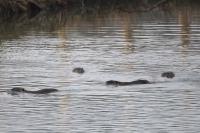 Myocastor coypus