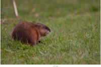 Ondatra zibethicus