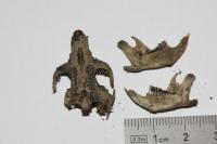 Arvicola sapidus