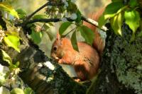 Sciurus vulgaris