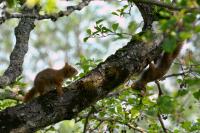 Sciurus vulgaris