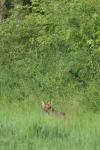 Vulpes vulpes