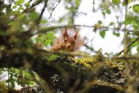 Sciurus vulgaris