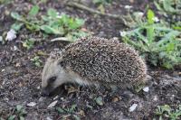 Erinaceus europaeus