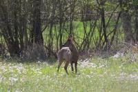 Capreolus capreolus