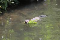 Ondatra zibethicus