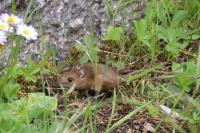 Apodemus sylvaticus