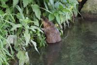 Ondatra zibethicus