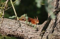 Sciurus vulgaris