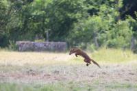 Vulpes vulpes
