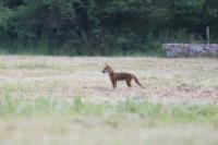 Vulpes vulpes