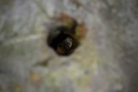 Myotis daubentonii