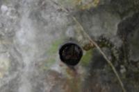 Myotis daubentonii