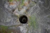 Myotis daubentonii