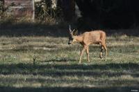 Capreolus capreolus