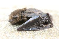 Pipistrellus pipistrellus