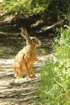 Lepus europaeus
