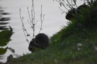 Myocastor coypus