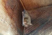 Myotis myotis