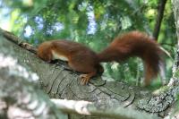 Sciurus vulgaris