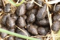 Capreolus capreolus
