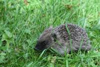 Erinaceus europaeus
