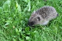 Erinaceus europaeus