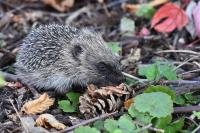Erinaceus europaeus