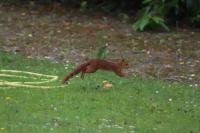 Sciurus vulgaris