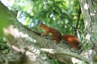 Sciurus vulgaris