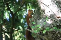 Sciurus vulgaris