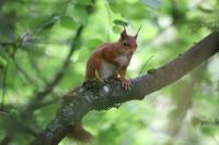 Sciurus vulgaris