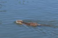 Myocastor coypus
