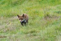 Vulpes vulpes