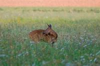 Capreolus capreolus