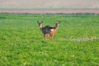 Capreolus capreolus