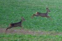 Capreolus capreolus
