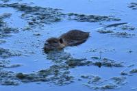 Myocastor coypus