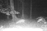 Vulpes vulpes