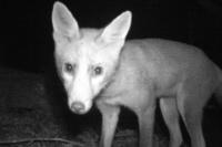 Vulpes vulpes