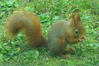 Sciurus vulgaris